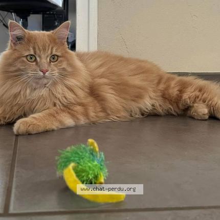 Photo 1/1 RAGNAR Chat lost in Saint bueil