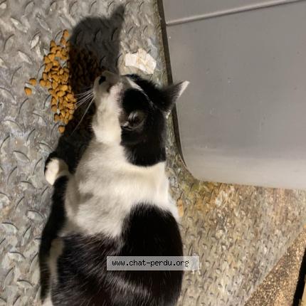 Photo 1/1 Found cat Found in Poitiers