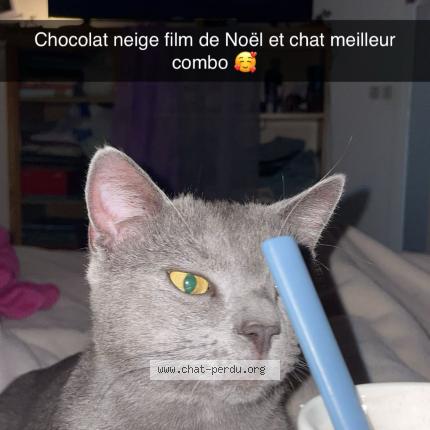 Photo 2/2 BOB Chat lost in La machinr