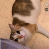 Picture of cat lost at Desertines