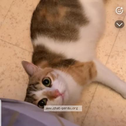 Photo 1/1 Miyou Chat lost in Desertines