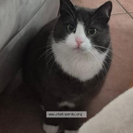 Photo 1/1 Plume Chat lost in Bois d arcy