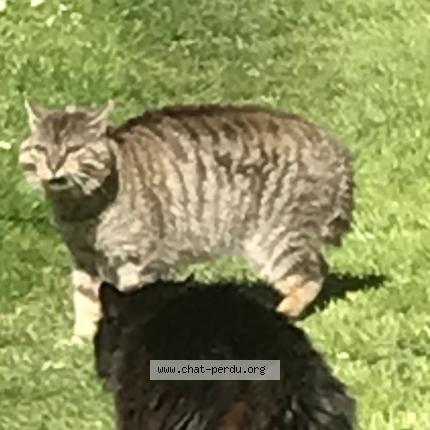 Photo 1/1 Found cat Found in Lansac