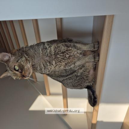 Photo 1/1 Oscar Chat lost in Morsang sur orge