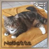 Picture of cat lost at Guichen