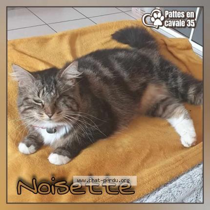 Photo 1/1 Noisette Chat lost in Guichen