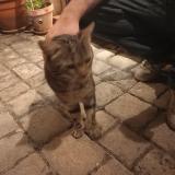 Picture of cat found at Le Rouret