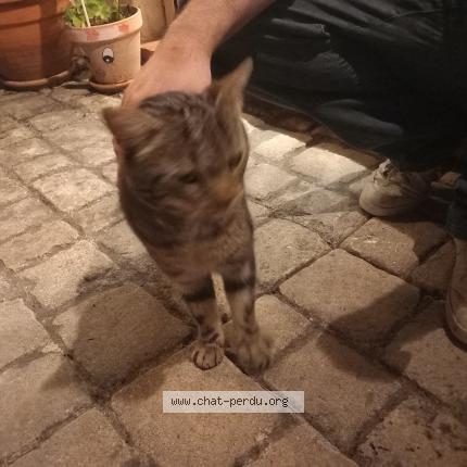 Photo 1/1 Found cat Found in Le rouret