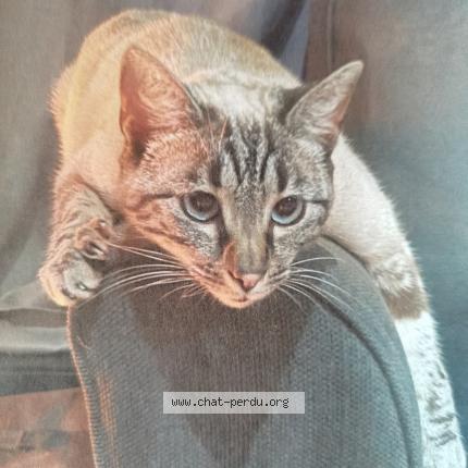 Photo 1/1 Nesquik Chat lost in Saint philbert de bouaine