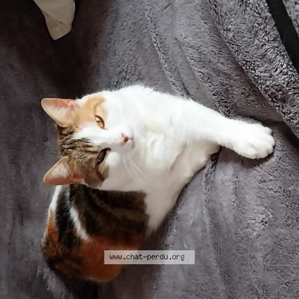 Photo 1/1 Choupette Chat lost in Machy