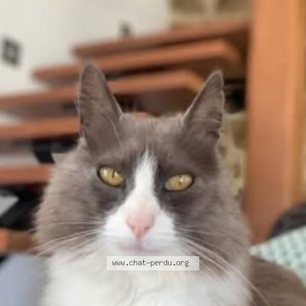 Photo 1/1 Socquette Chat lost in Merlevenez