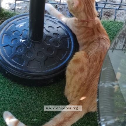 Photo 1/1 Cachou Chat lost in Ollainville