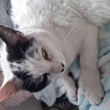 Picture of cat lost at Ivry La Bataille