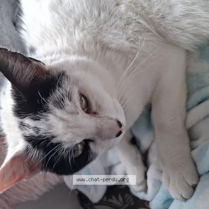 Photo 1/1 Bibou Chat lost in Ivry la bataille