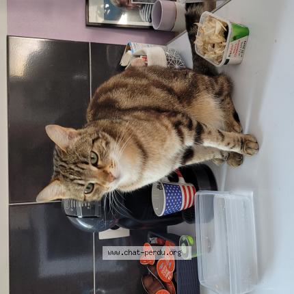 Photo 1/1 Tsuki Chat lost in Gaillac