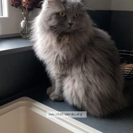 Foto van vermiste kat in Merchtem