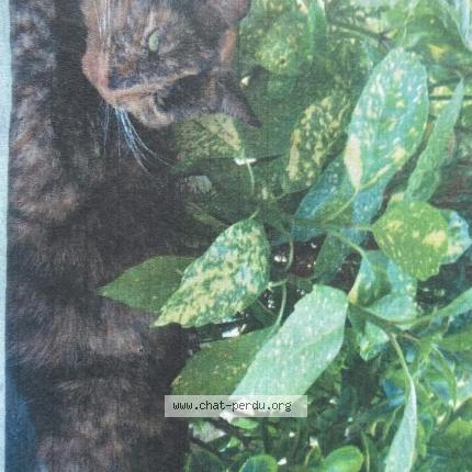 Photo 1/1 Gavroche Chat lost in Aiglemont