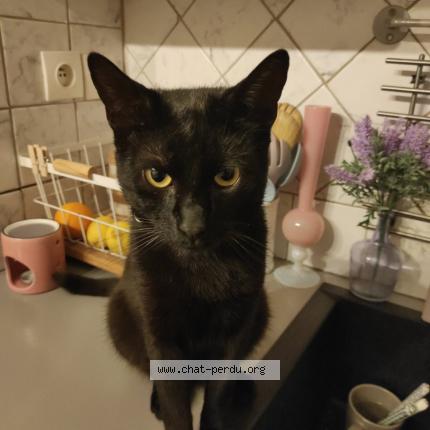 Photo 1/1 Mimi Chat lost in Anzin