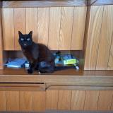 Picture of cat lost at Aubagne