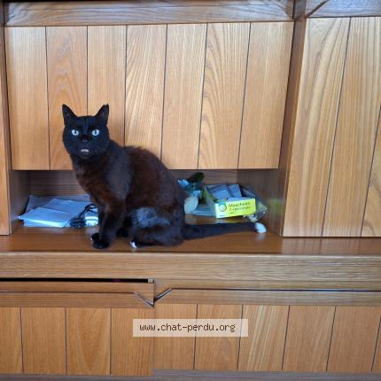 Photo 1/1 Guiness Chat lost in Aubagne