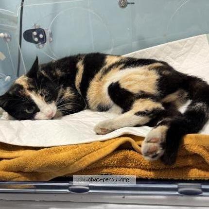 Photo 1/2 Found cat Found in Roche