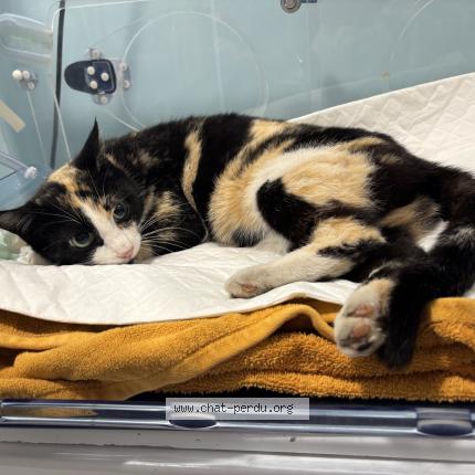 Photo 2/2 Found cat Found in Roche