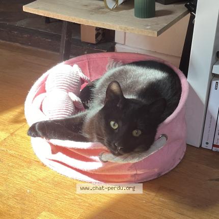 Photo 1/1 Obams Chat lost in Fontainebleau