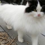 Picture of cat lost at St Legier La Chiesaz