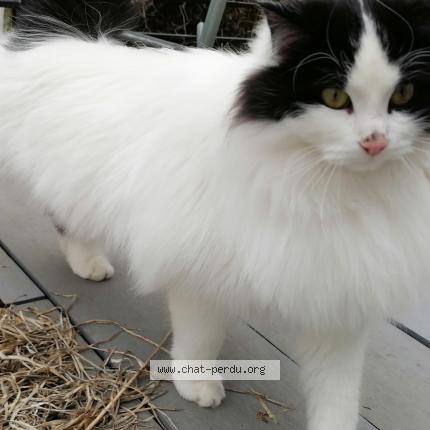 Photo 1/2 Pépita Chat lost in St legier la chiesaz