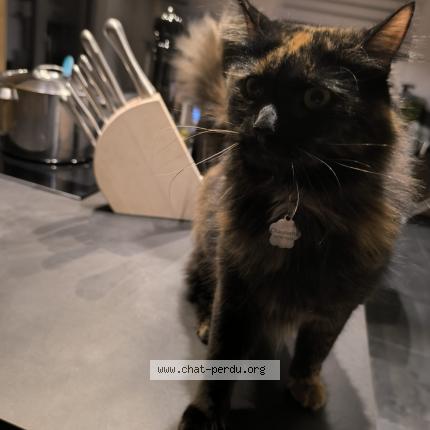 Photo 1/1 Chaussette Chat lost in Molinfaing