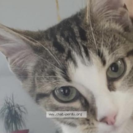 Photo 1/1 Nala Chat lost in Louhans