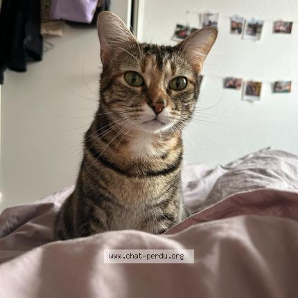 Photo 1/1 SULLY Chat lost in Bordeaux