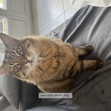 Photo 1/1 Mango Chat lost in Villefranche d allier