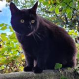 Picture of cat lost at Arvert