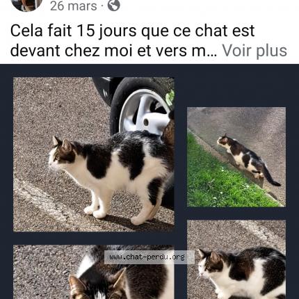 Photo 1/1 Found cat Found in Montivilliers