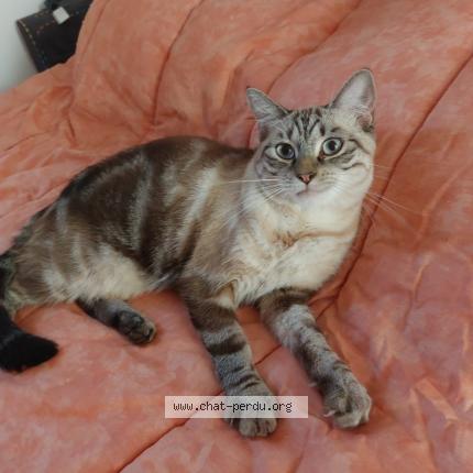 Photo 1/1 Cookie Chat lost in Vienne