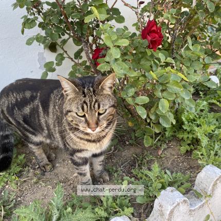 Photo 1/1 Mufasa Chat lost in Peage de roussillon