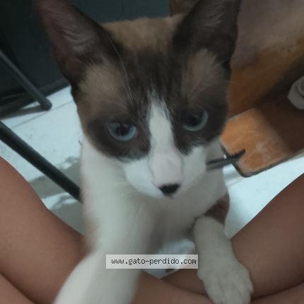 Photo 1/1 Oliver Chat lost in Caba