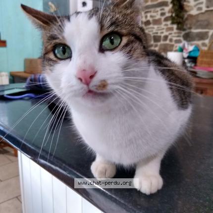 Photo 1/1 Smudge Chat lost in Combourg