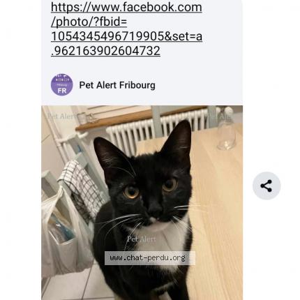 Photo 1/1 Suchi Chat lost in Fribourg