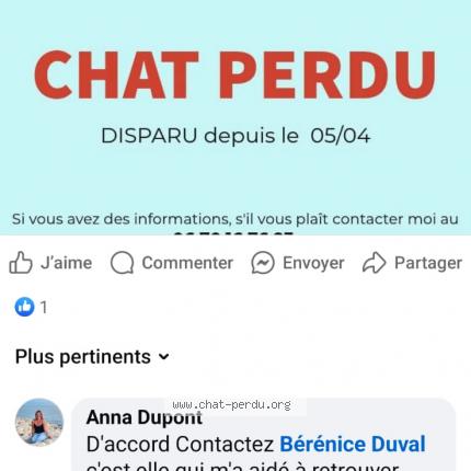 Photo 1/1 Mimine Chat lost in Porcieu amblagnieu