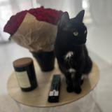 Picture of cat lost at Villeurbanne Lyon