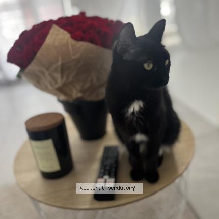 Photo 1/5 Minou Chat lost in Villeurbanne lyon