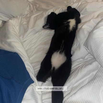 Photo 2/5 Minou Chat lost in Villeurbanne lyon