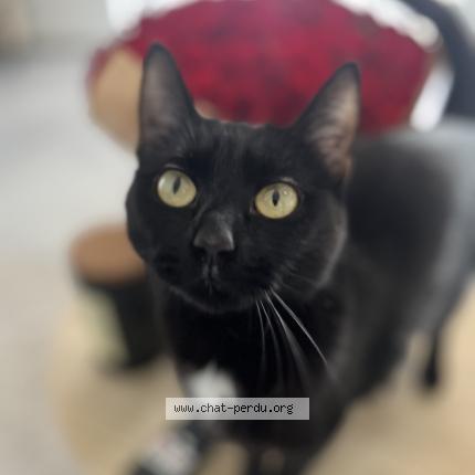 Photo 3/5 Minou Chat lost in Villeurbanne lyon