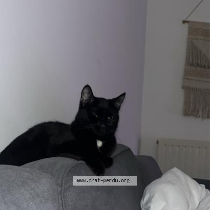 Photo 4/5 Minou Chat lost in Villeurbanne lyon
