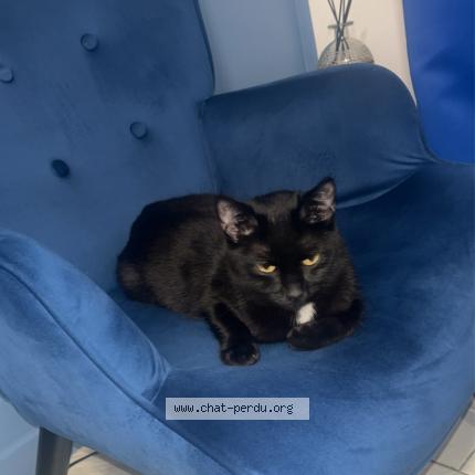 Photo 5/5 Minou Chat lost in Villeurbanne lyon