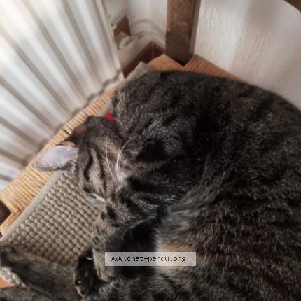 Photo 1/1 Agatte Chat lost in Plan de cuques