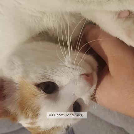 Photo 1/1 SIMBA Chat lost in Vienne