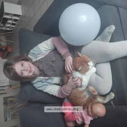 Photo 1/1 SYMBA Chat lost in Arzal